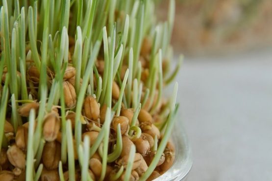 Trồng Mầm Lúa Mạch Tại Nhà – Siêu Thực Phẩm Chỉ Sau 7 Ngày